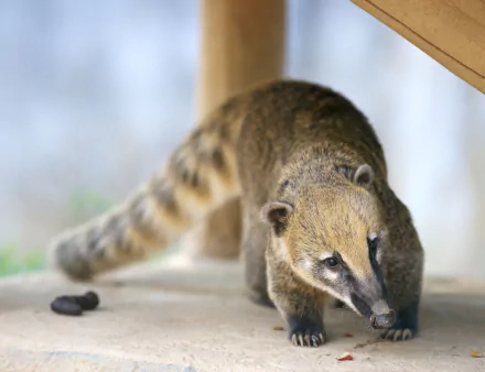  South American Coati