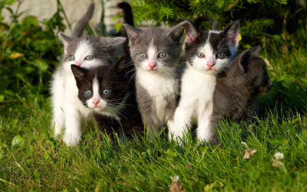 A group of five curious kittens standing on green grass, captured in a vibrant HD PC desktop wallpaper featuring animals, specifically cats.