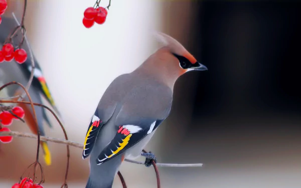 HD PC desktop wallpaper background: a waxwing bird (animal) perched on a berry-laden branch against a soft, blurred winter backdrop.