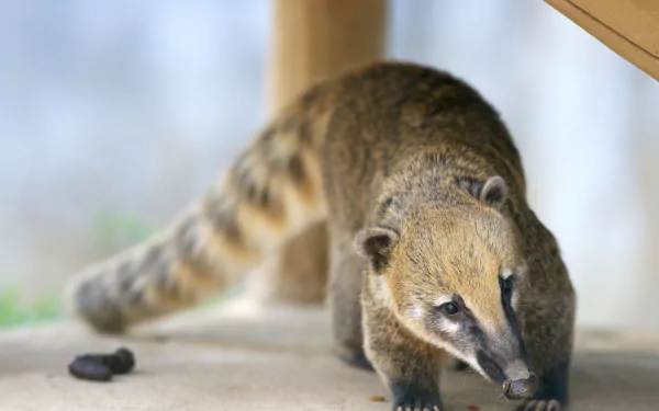  South American Coati