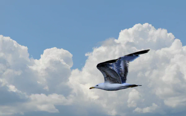cloud sky flight Animal seagull HD Desktop Wallpaper | Background Image