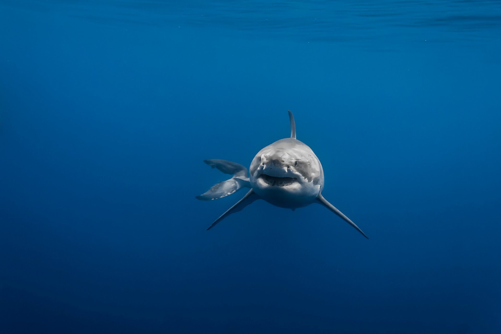 HD PC desktop wallpaper featuring a close-up of a shark swimming in deep blue ocean water.