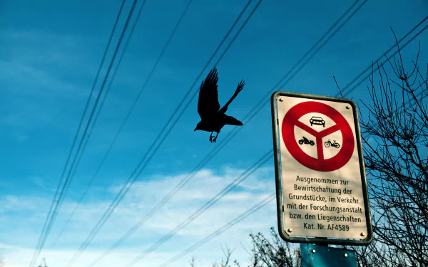 sign flight bird Animal crow HD Desktop Wallpaper | Background Image