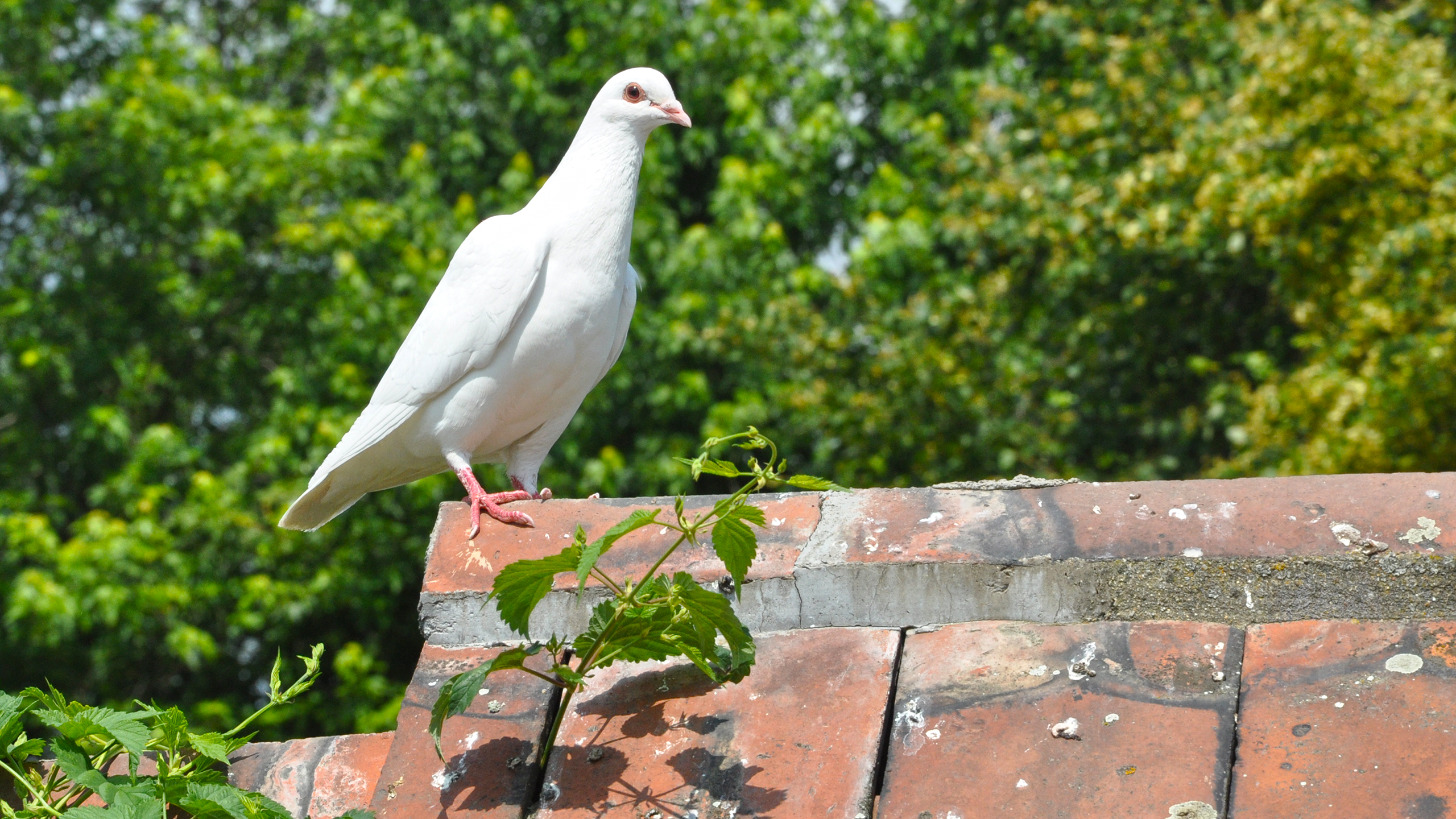 Serene Dove on Rooftop - HD Wallpaper