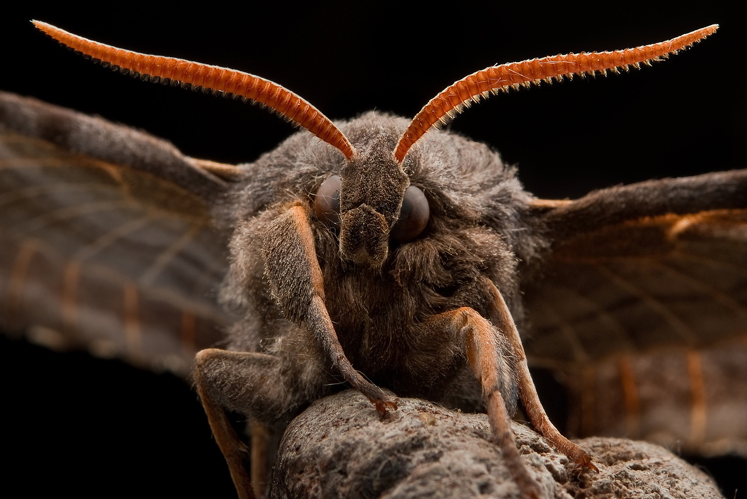Animal Hawk Moth HD Wallpaper | Background Image