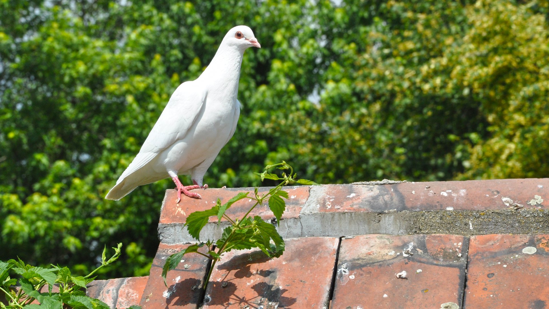 Serene Dove on Rooftop - HD Wallpaper