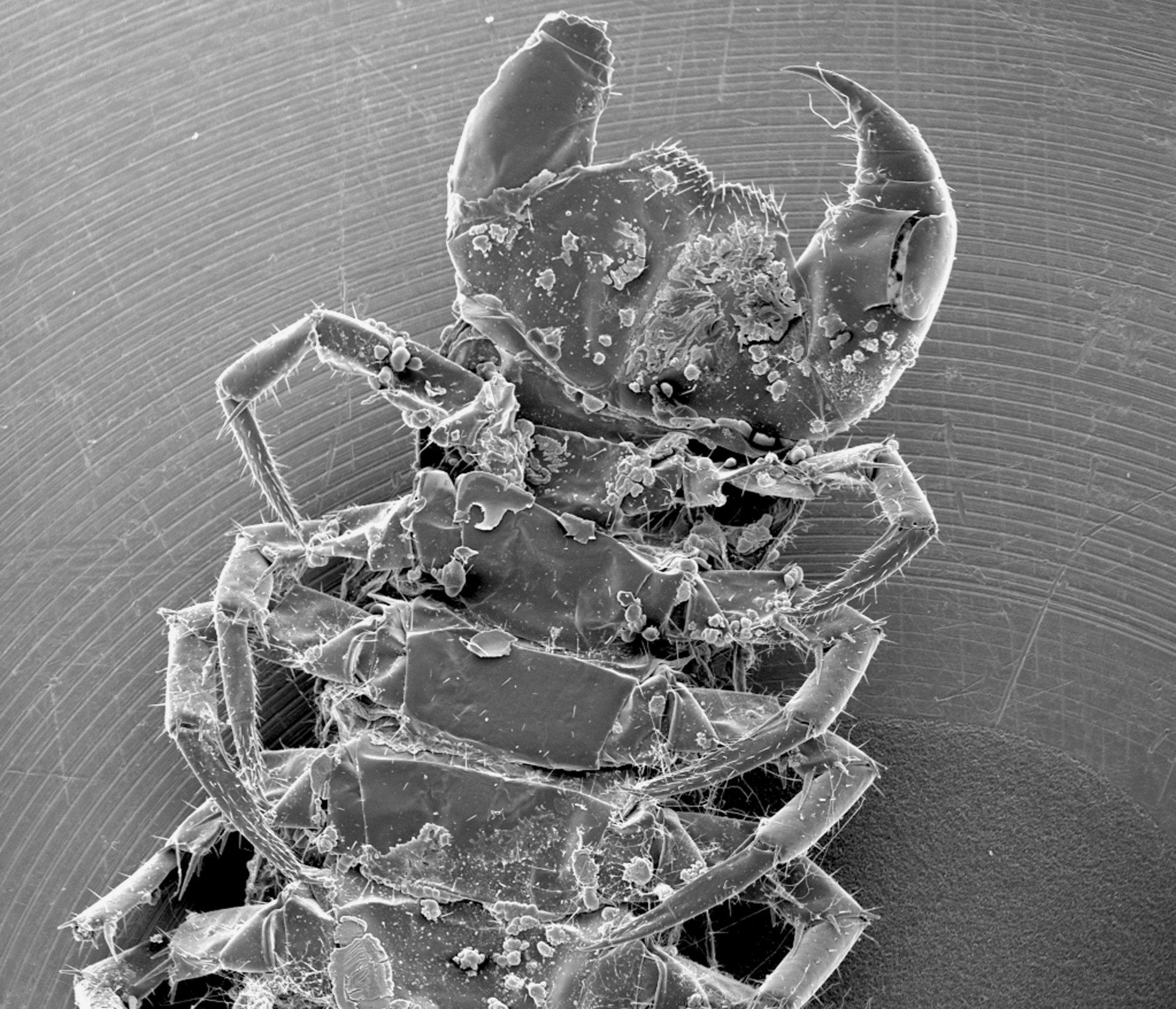 Download Animal Insect 4k Ultra HD Wallpaper | 5182x4447 | Wallpaper Abyss
