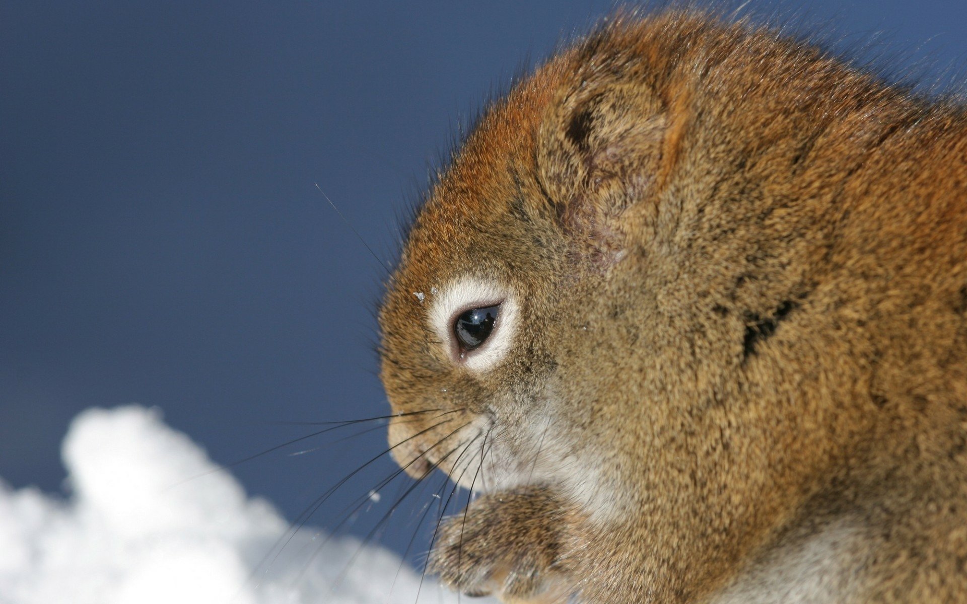 Download Animal Squirrel HD Wallpaper