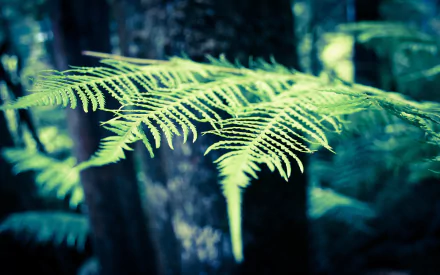nature fern HD Desktop Wallpaper | Background Image