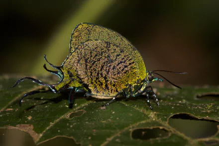 Animal insect HD Desktop Wallpaper | Background Image