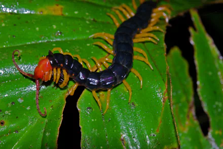 Animal centipede HD Desktop Wallpaper | Background Image
