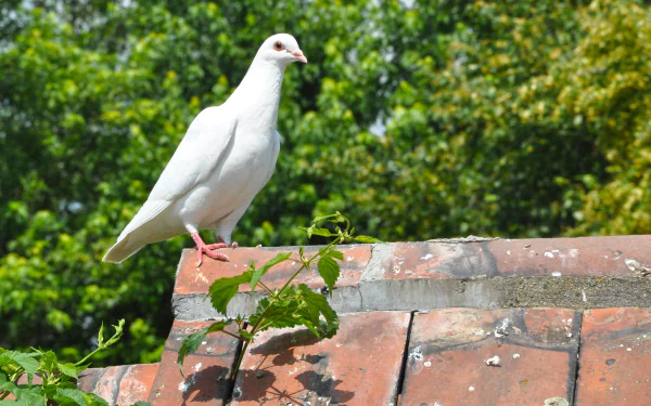 A serene white dove perches on a tiled rooftop, surrounded by lush greenery. This HD wallpaper captures the beauty and tranquility of nature.