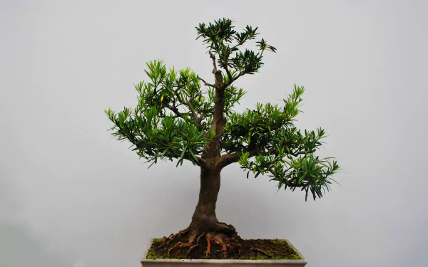 HD wallpaper of a vibrant bonsai tree against a plain background. The detailed photo showcases the bonsai’s intricate branches and lush green leaves. Tags: nature, bonsai, HD desktop wallpaper, background.