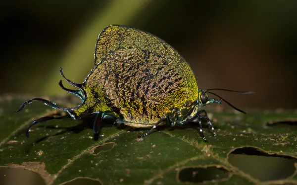 Animal insect HD Desktop Wallpaper | Background Image