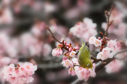 A Japanese white-eye bird perched on blooming sakura branches during spring in Japan, captured in a vibrant HD desktop wallpaper.