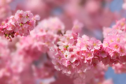 Close-up of vibrant pink cherry blossom (sakura) flowers in full bloom during spring in Japan, captured in stunning 4K Ultra HD detail.