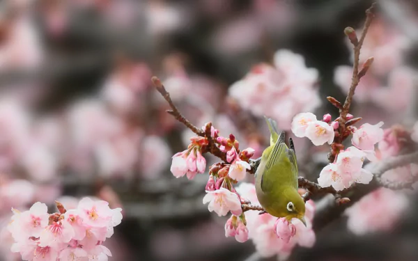 A Japanese white-eye bird perched on blooming sakura branches during spring in Japan, captured in a vibrant HD desktop wallpaper.