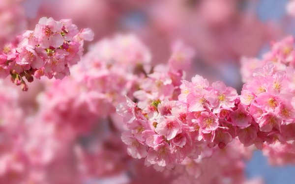 Nature Sakura Cherry Blossom Blossom Spring Japan HD Wallpaper | Background Image