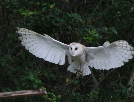 HD PC desktop wallpaper featuring a barn owl in mid-flight with wings spread against a dark, leafy background.