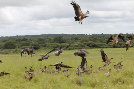 Animal vulture HD Desktop Wallpaper | Background Image