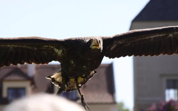 Animal eagle HD Desktop Wallpaper | Background Image