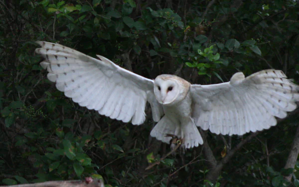 Animal barn owl HD Desktop Wallpaper | Background Image