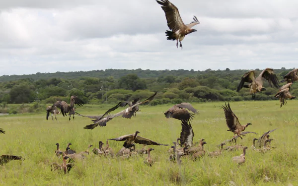 Animal vulture HD Desktop Wallpaper | Background Image