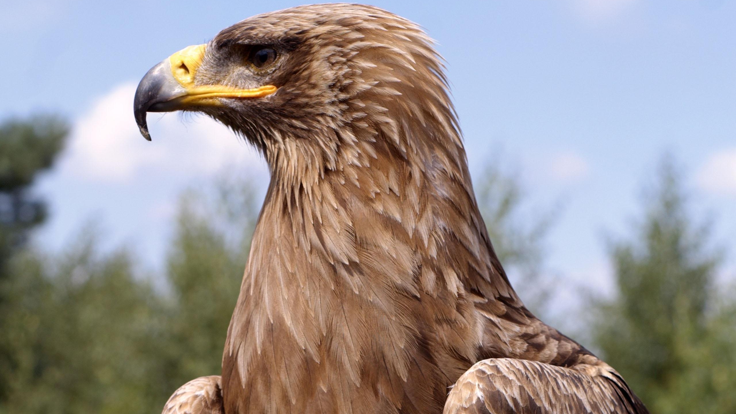 Golden Eagle Hd Wallpaper Background Image 2560x1440