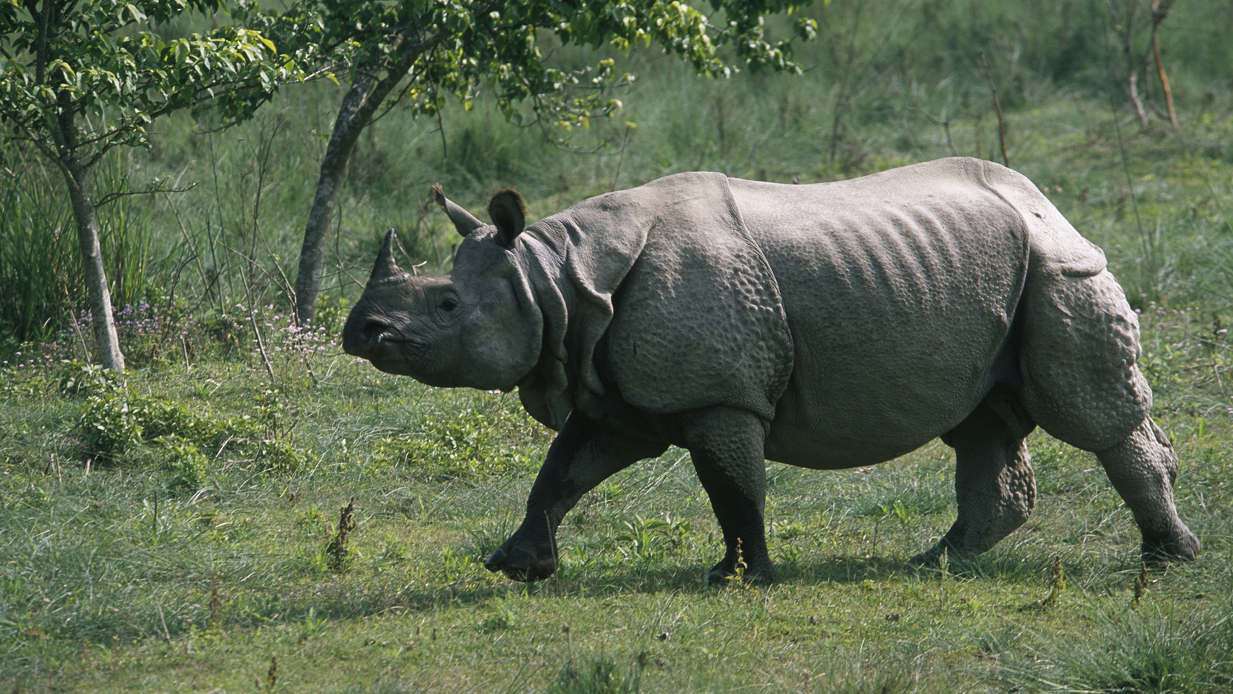 Носорог природная зона. Носорог. Индийский носорог. Вымершие парнокопытные. Носорог фото.