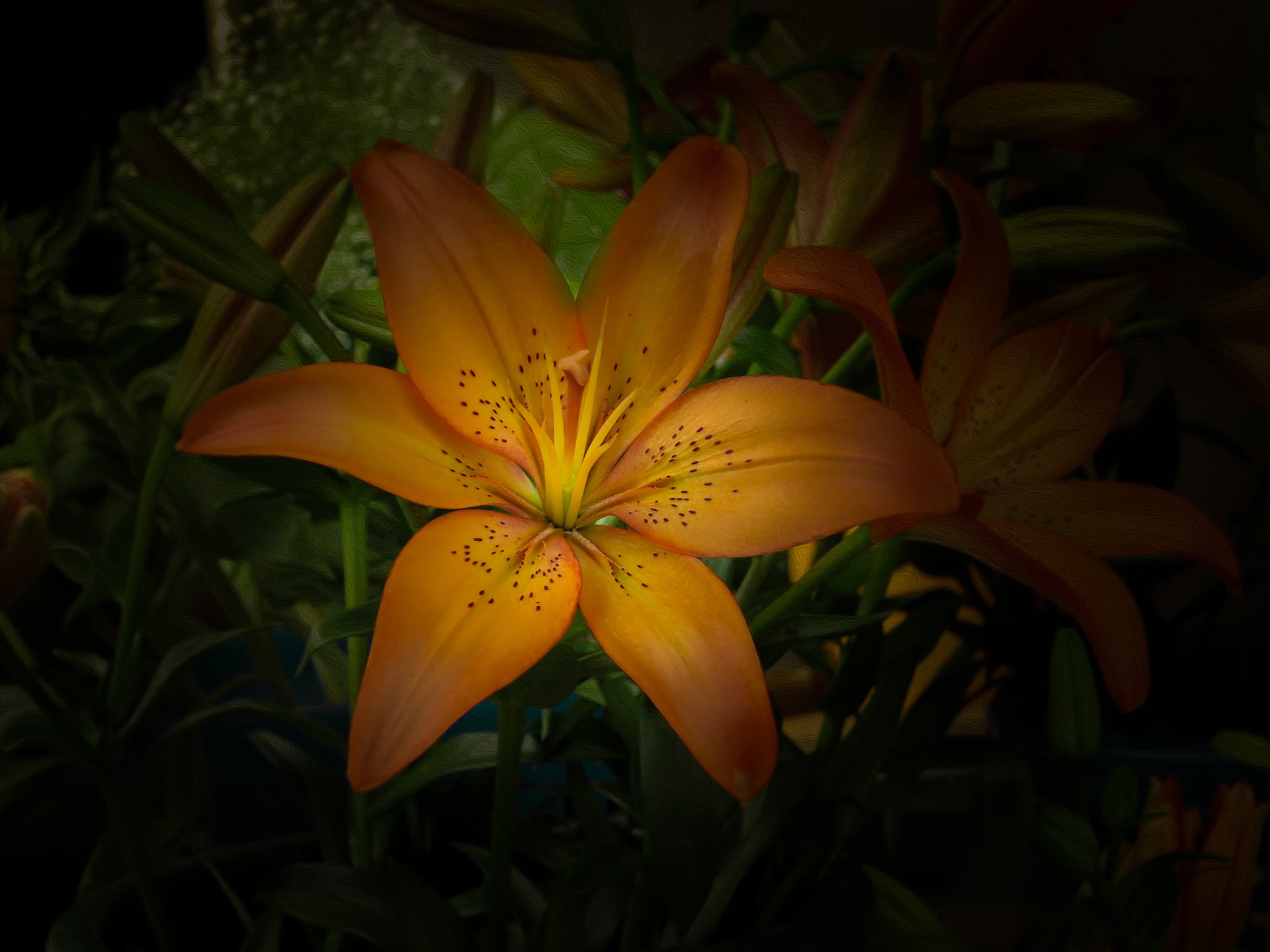 Download Flower Nature Lily HD Wallpaper by Mariluz Rodriguez