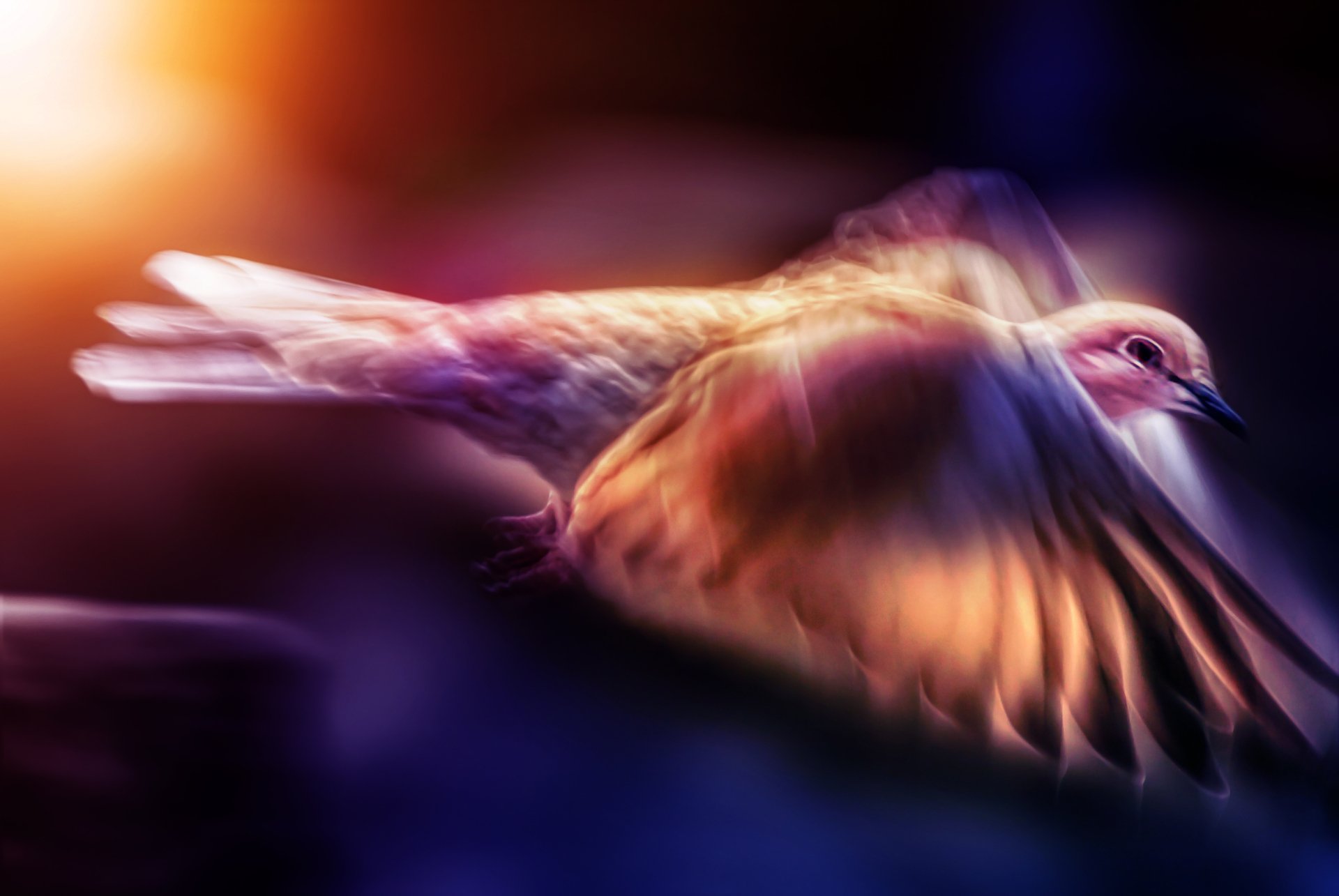HD desktop wallpaper featuring a bird in mid-flight, captured with motion blur against a warm, glowing background.