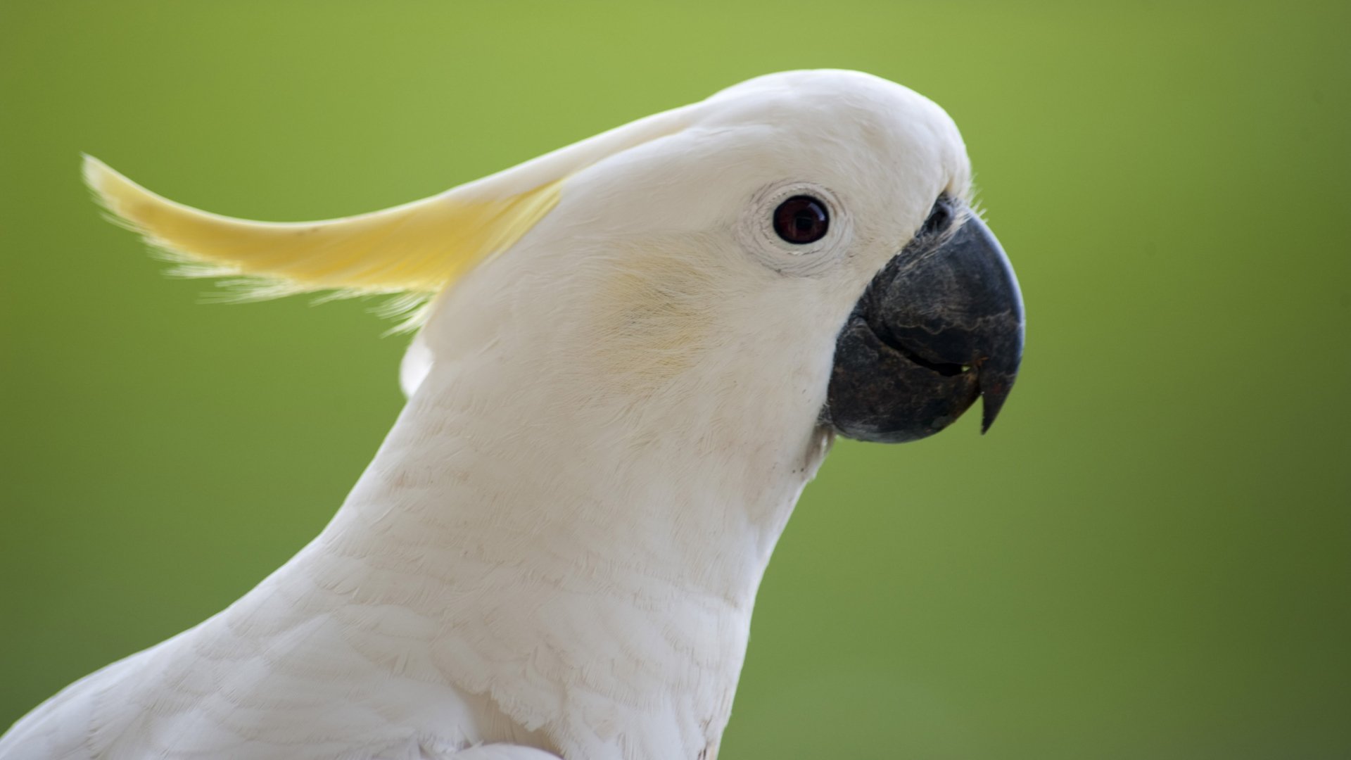 Download Animal Sulphur-crested Cockatoo HD Wallpaper