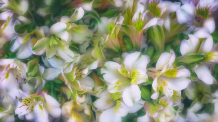 HD PC desktop wallpaper featuring a close-up of delicate white lilies surrounded by lush green foliage, capturing the beauty of nature and vibrant floral details.
