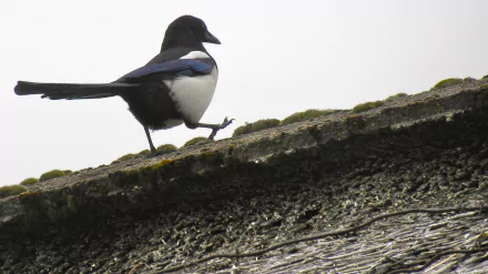 Magpie (animal) perched on a mossy rooftop ridge against a pale sky — 2K Quad HD PC desktop wallpaper and background.