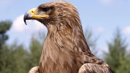 A close-up of a majestic golden eagle, showcasing its striking features and sharp beak, set against a blurred natural background. This HD image serves as a captivating desktop wallpaper.