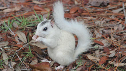  Fox Squirrel