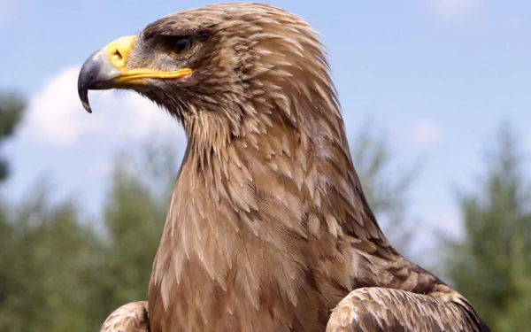 A close-up of a majestic golden eagle, showcasing its striking features and sharp beak, set against a blurred natural background. This HD image serves as a captivating desktop wallpaper.