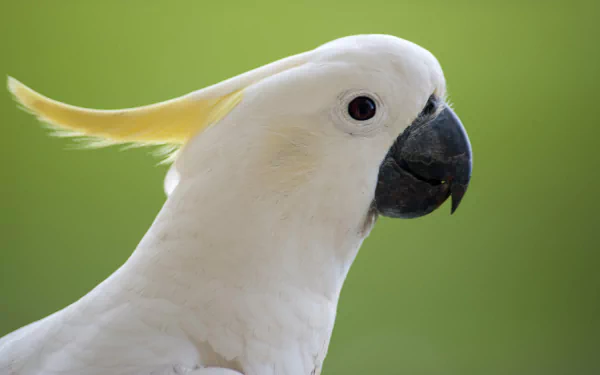Animal Sulphur-crested cockatoo HD Desktop Wallpaper | Background Image