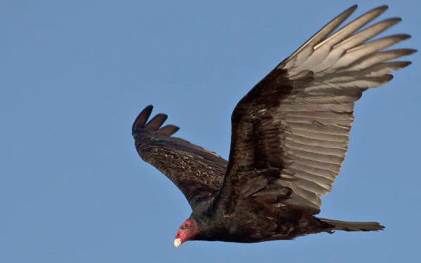 Turkey vulture in flight against a clear blue sky, showing detailed dark wings and a red head — 2K Quad HD PC desktop wallpaper and background.