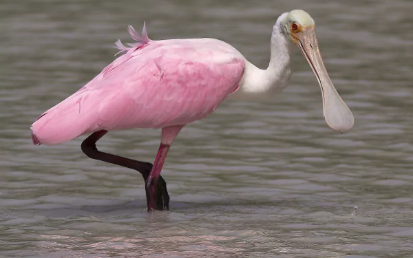 Spoonbill Wallpapers