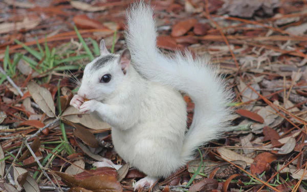 Fox Squirrel