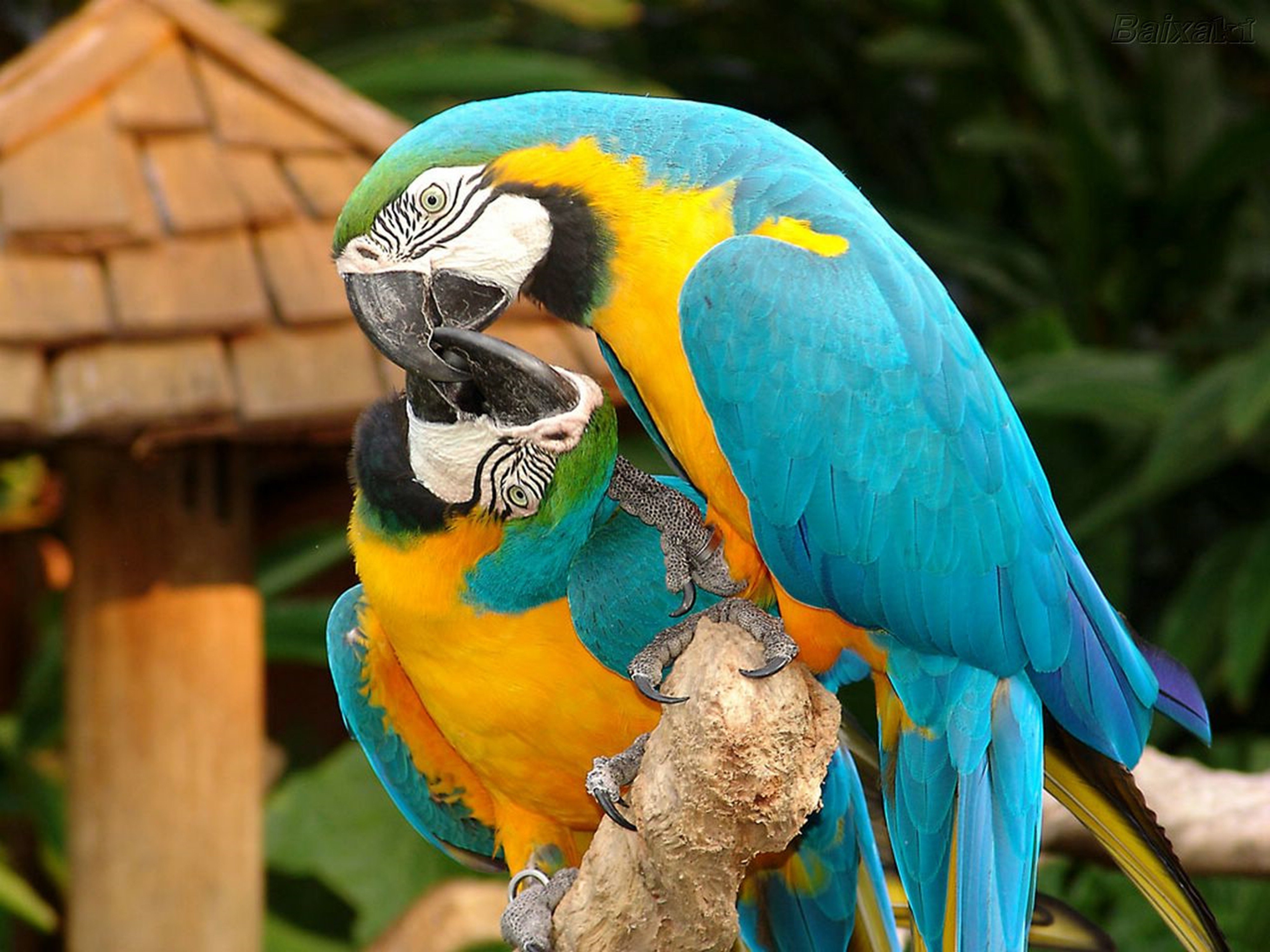 Animal Blue And Yellow Macaw 4k Ultra Hd Wallpaper