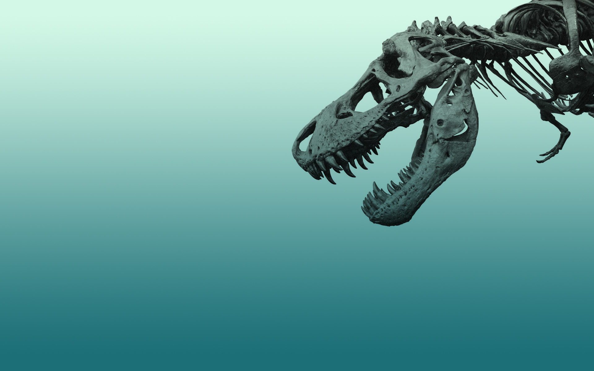 Animal Tyrannosaurus Rex HD Wallpaper
