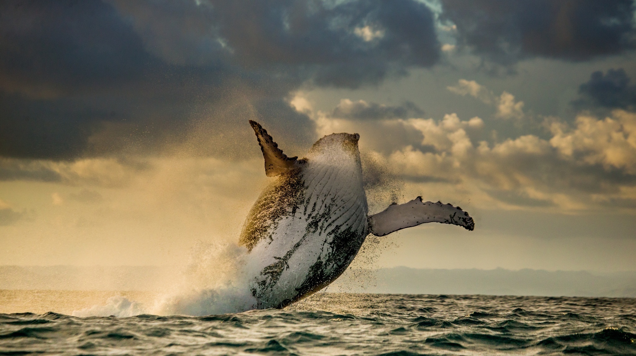 A Humpback Whale Breaching by Andrey Gudkov