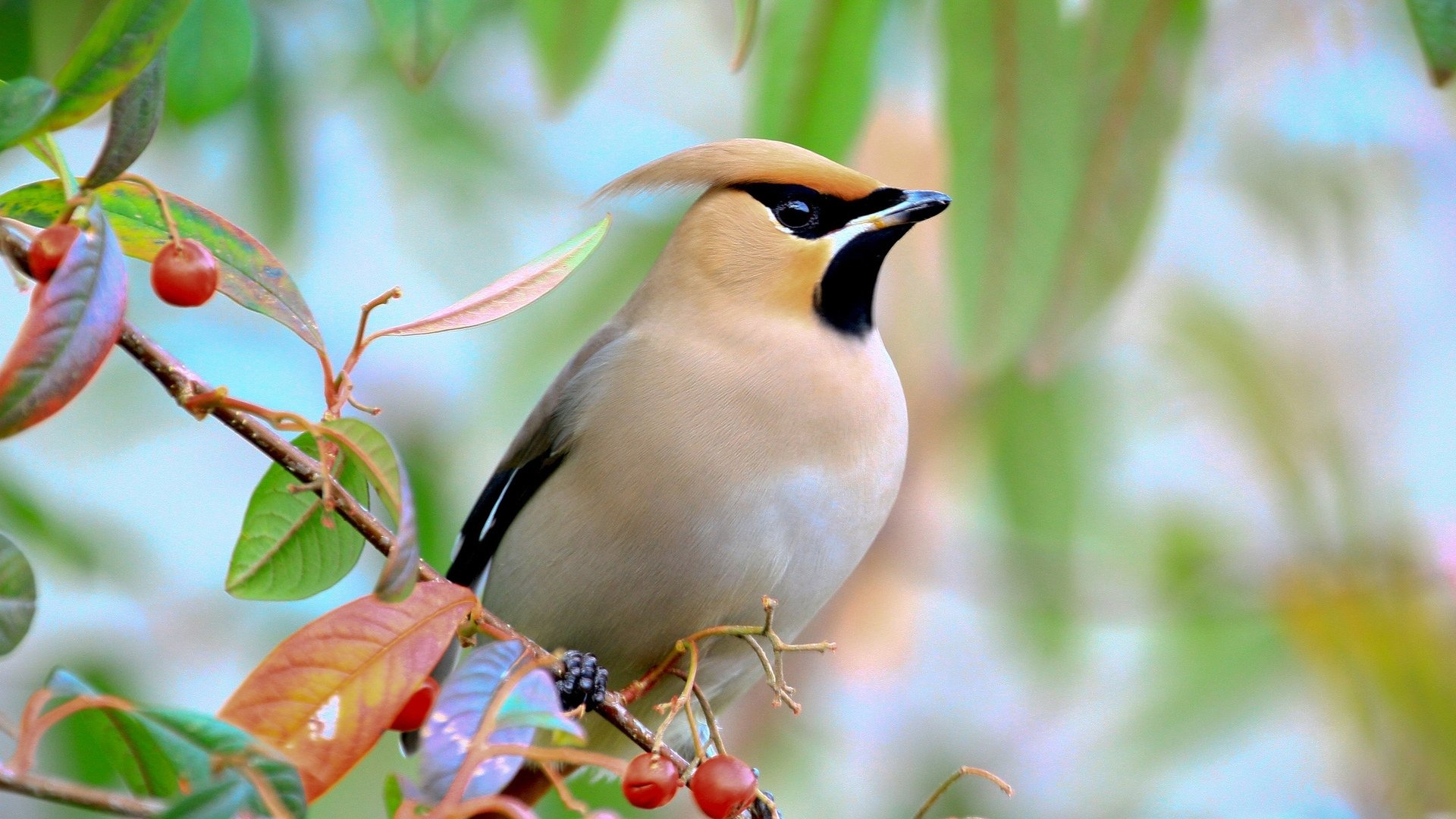 Download bird animal waxwing hd wallpaper