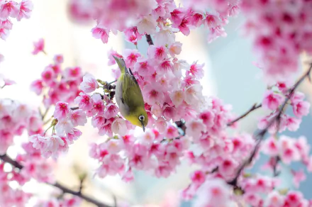 A vibrant HD wallpaper featuring a Japanese white-eye bird amidst blooming cherry blossoms, capturing the beauty of spring's sakura season.