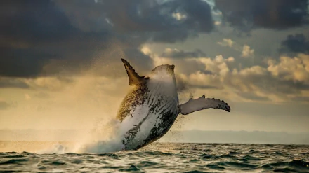 A Humpback Whale Breaching by Andrey Gudkov