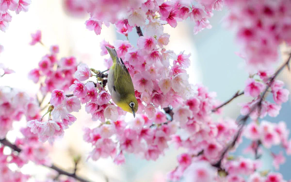 A vibrant HD wallpaper featuring a Japanese white-eye bird amidst blooming cherry blossoms, capturing the beauty of spring's sakura season.