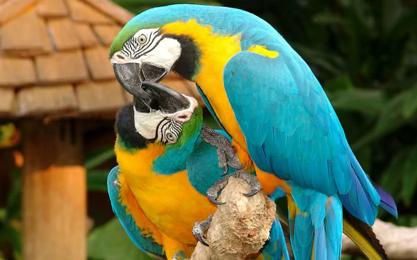 parrot macaw Animal Blue-and-yellow Macaw HD Desktop Wallpaper | Background Image