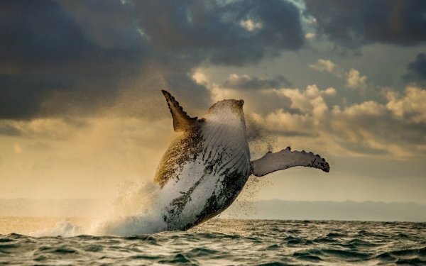 Animal Humpback Whale Whale Sea Mammal Jump Breaching HD Wallpaper | Background Image